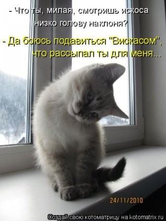 http://dlyakota.ru/uploads/posts/2011-02/thumbs/1297337491_817577.jpg