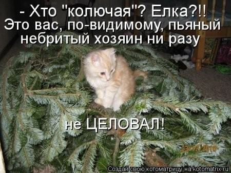 http://dlyakota.ru/uploads/posts/2011-09/thumbs/1315733505_988588.jpg
